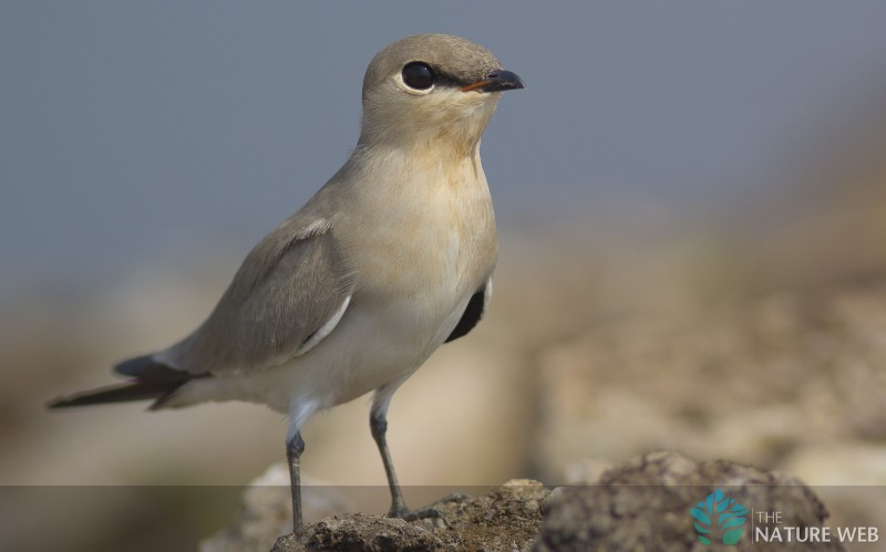 Small Pratincole